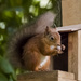 red squirrel  by shepherdmanswife