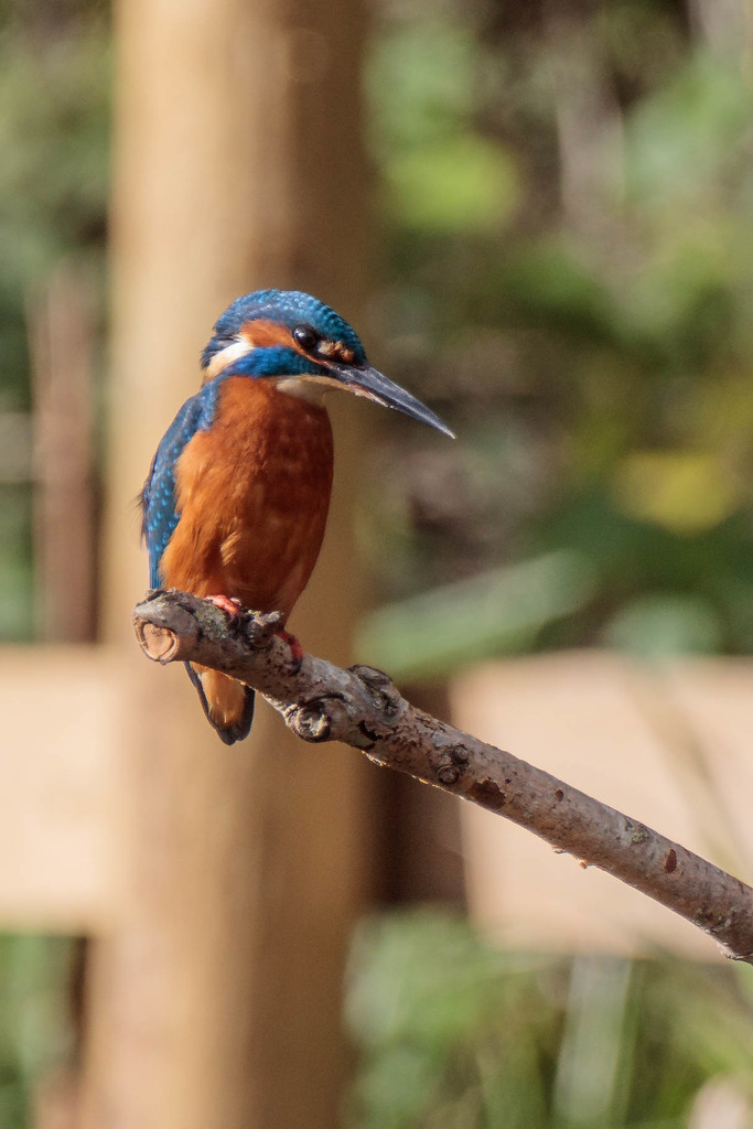 Handsome Male Kingfisher by padlock