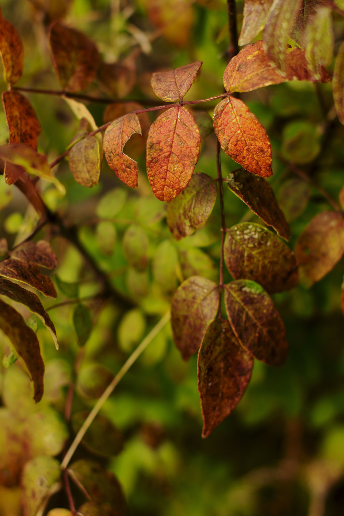 October Words - Leaves by farmreporter