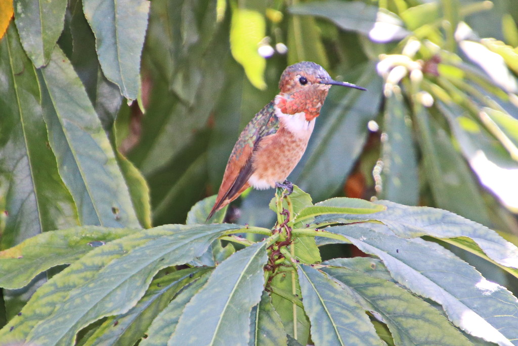 My First Hummingbird by terryliv