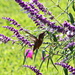 My Second Hummingbird by terryliv