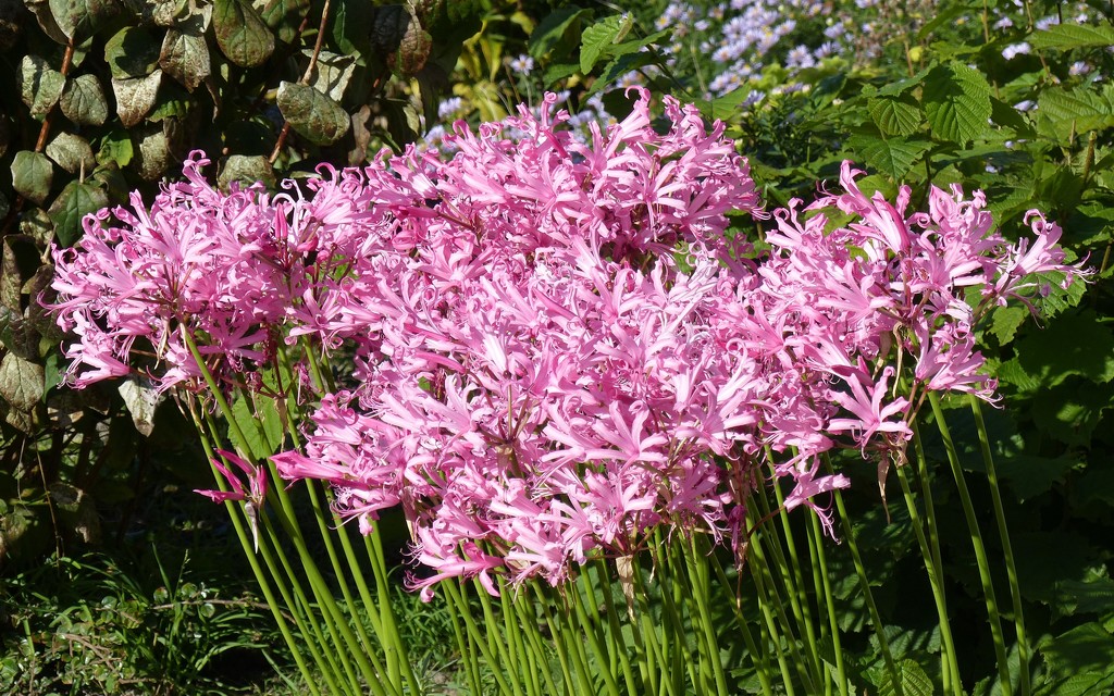 Nerine Bowdenii by foxes37