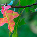 Oak leaf by novab