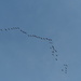 Geese by philhendry