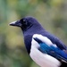MAGPIE PORTRAIT  by markp