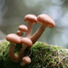 tree fungi 2 by callymazoo
