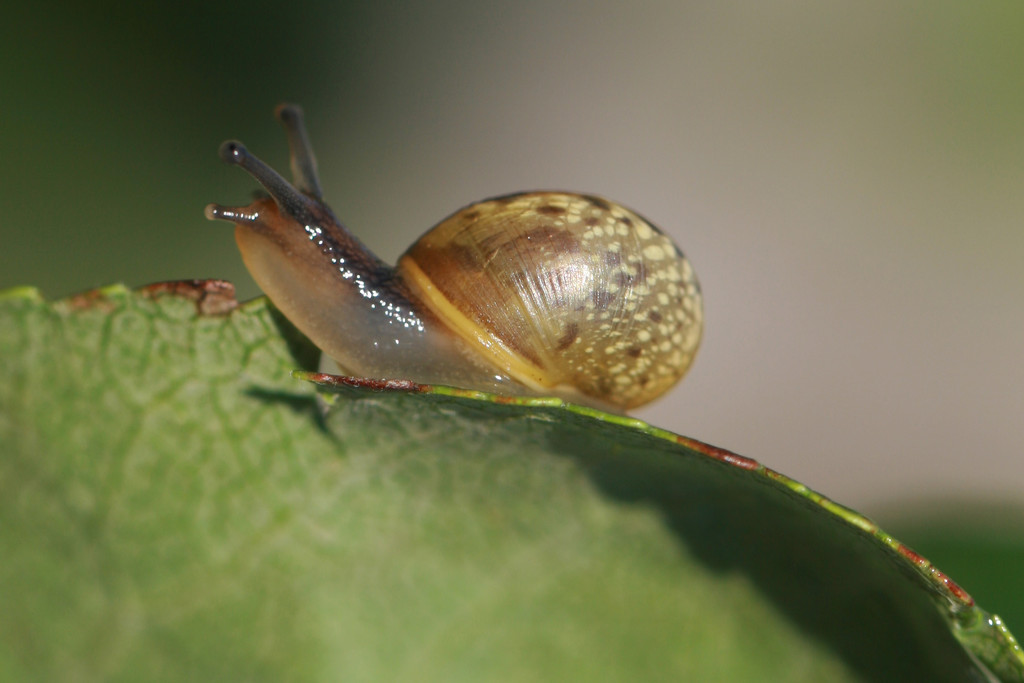 snail on leaf by callymazoo