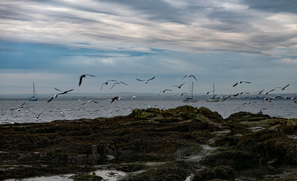 Birds by frequentframes