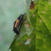 Future Ladybug by cjwhite