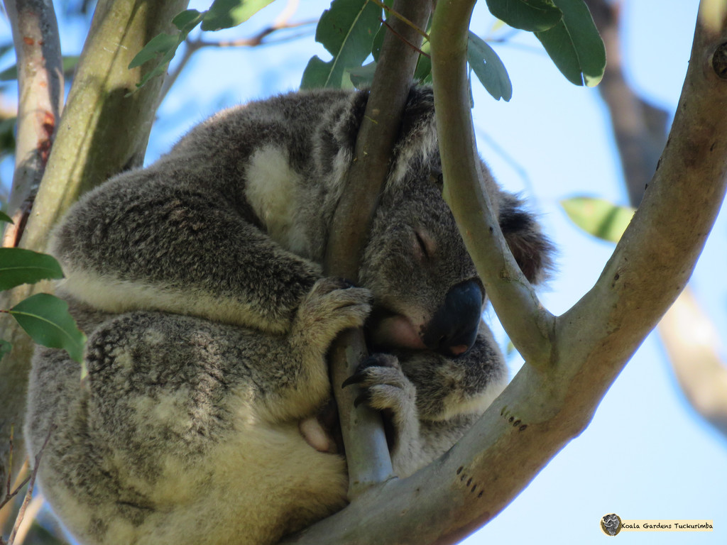 look ma no hands ... by koalagardens