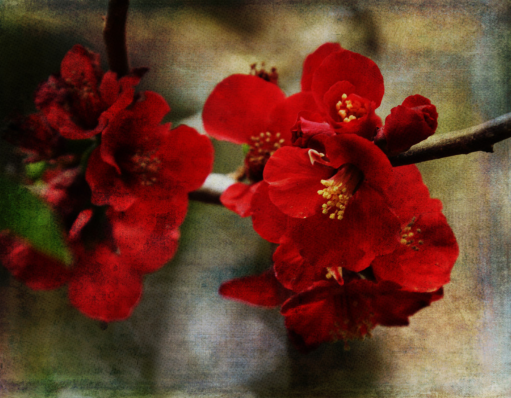 Red Blossoms by yorkshirekiwi