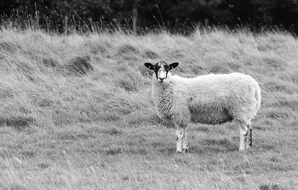 Baa Baa Black n White Sheep by phil_sandford