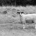 Baa Baa Black n White Sheep by phil_sandford