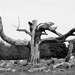 Dead Tree by phil_sandford