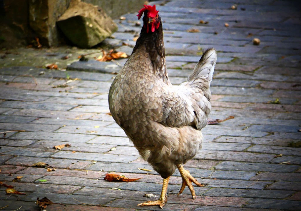 Cock of the walk by carole_sandford