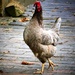 Cock of the walk by carole_sandford