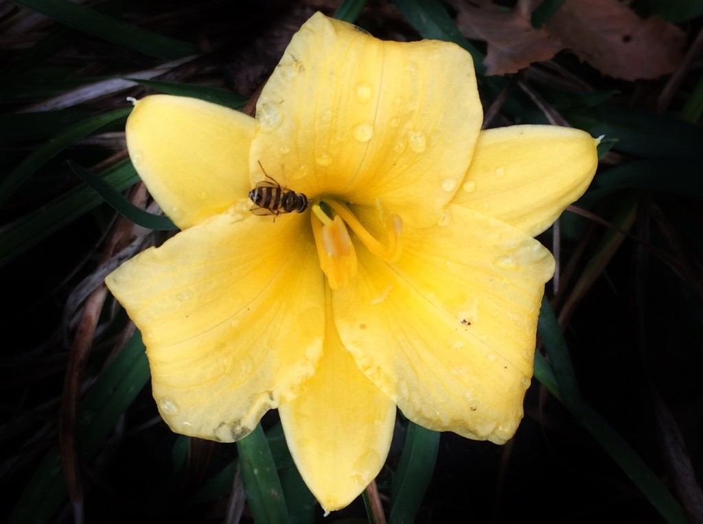 A Bee, Raindrops, & Daylily by bjchipman