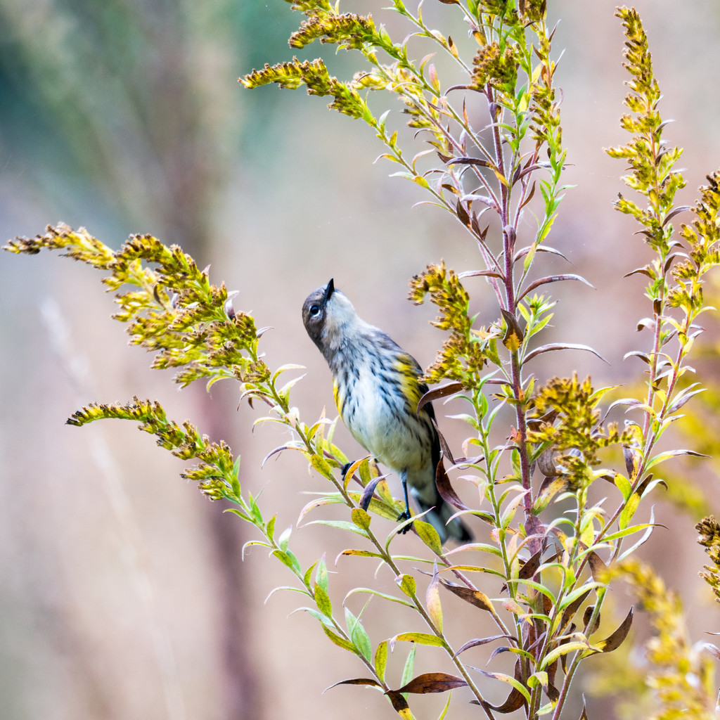 Yellow Rumped Warbler by rminer