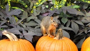5th Oct 2017 - Advice from a Squirrel
