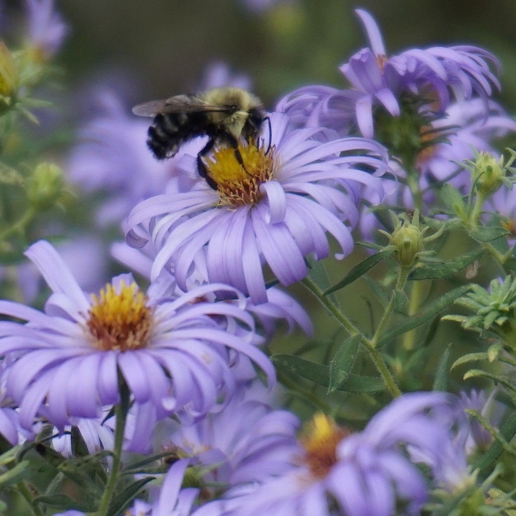 Bee and aster by tunia