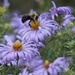 Bee and aster by tunia