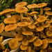 Group of Fungi! by rickster549