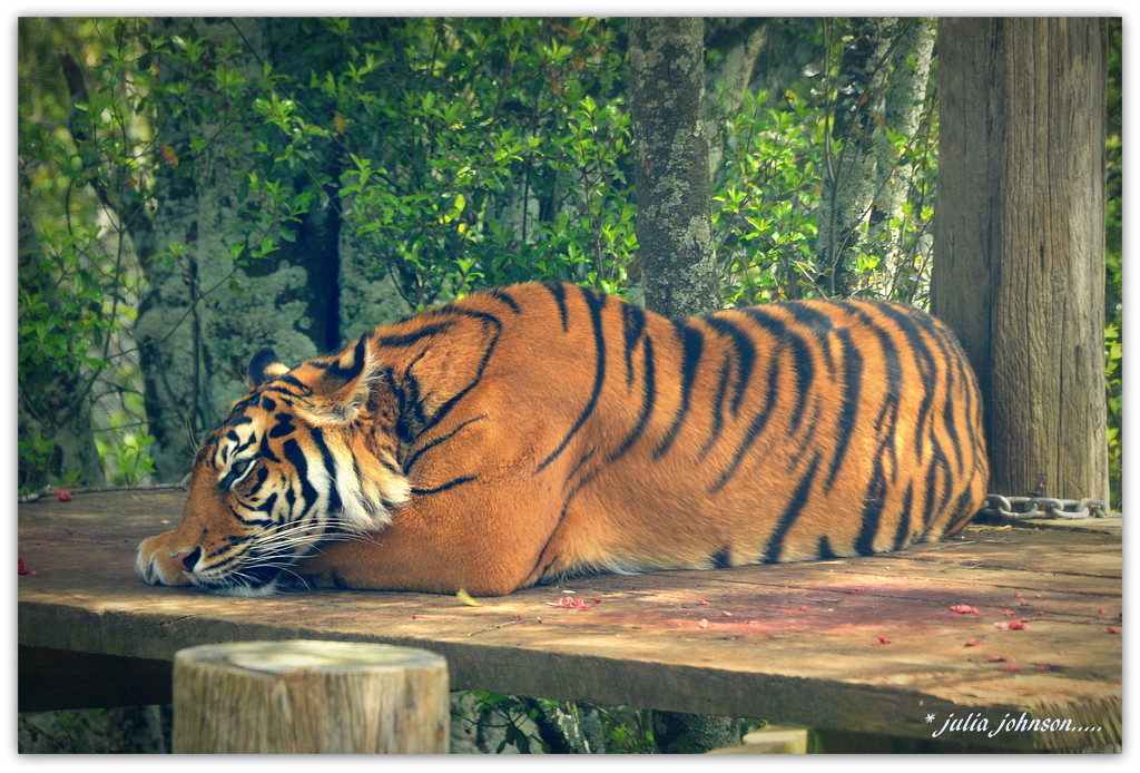 Sumatrian Tiger... by julzmaioro