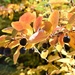 Autumn Berries by sandlily