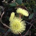 Yellow Eucalypt flower by judithdeacon