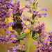 Bee Beautiful! by homeschoolmom