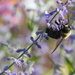 Bee Dainty! by homeschoolmom