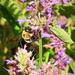 Bee Purple! by homeschoolmom