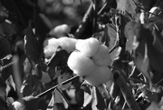 5th Oct 2017 - Black and White Cotton