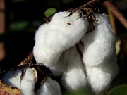 3rd Oct 2017 - Soft fluffy cotton, hard spikey bolls.