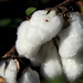 Soft fluffy cotton, hard spikey bolls. by homeschoolmom