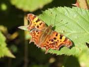 1st Oct 2017 - Comma Butterfly