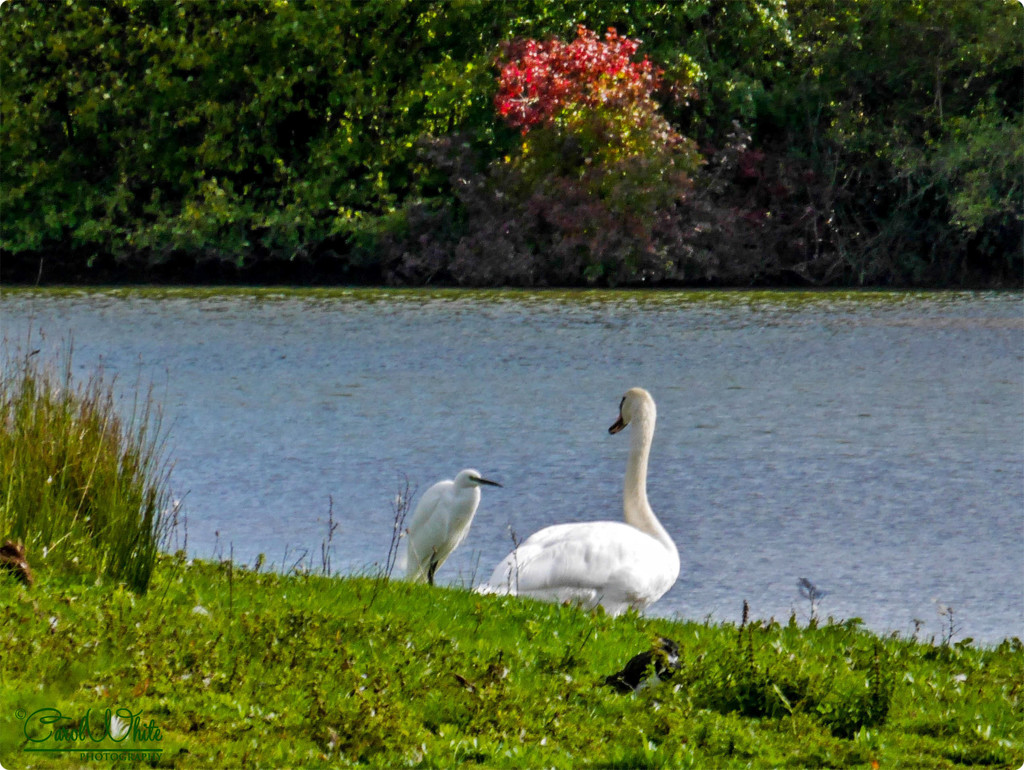 Little Egret and Swan by carolmw