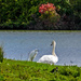 Little Egret and Swan by carolmw
