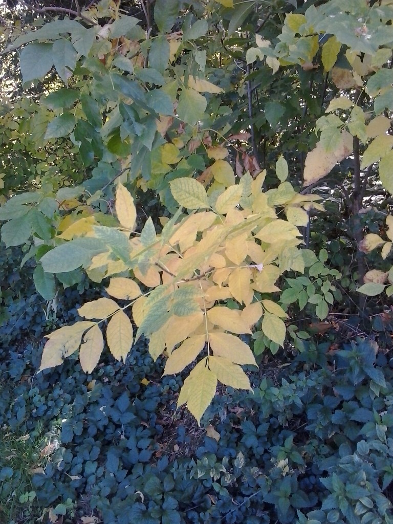 Autumn colors mix by ivm