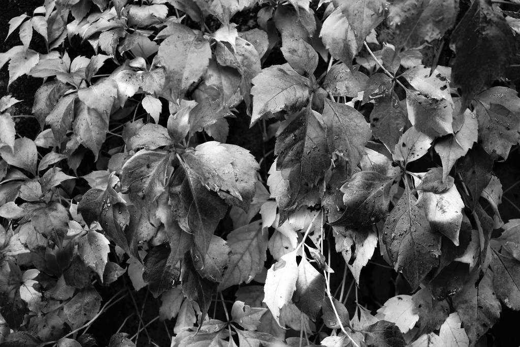 Colourful Black and White Autumn leaf by vincent24