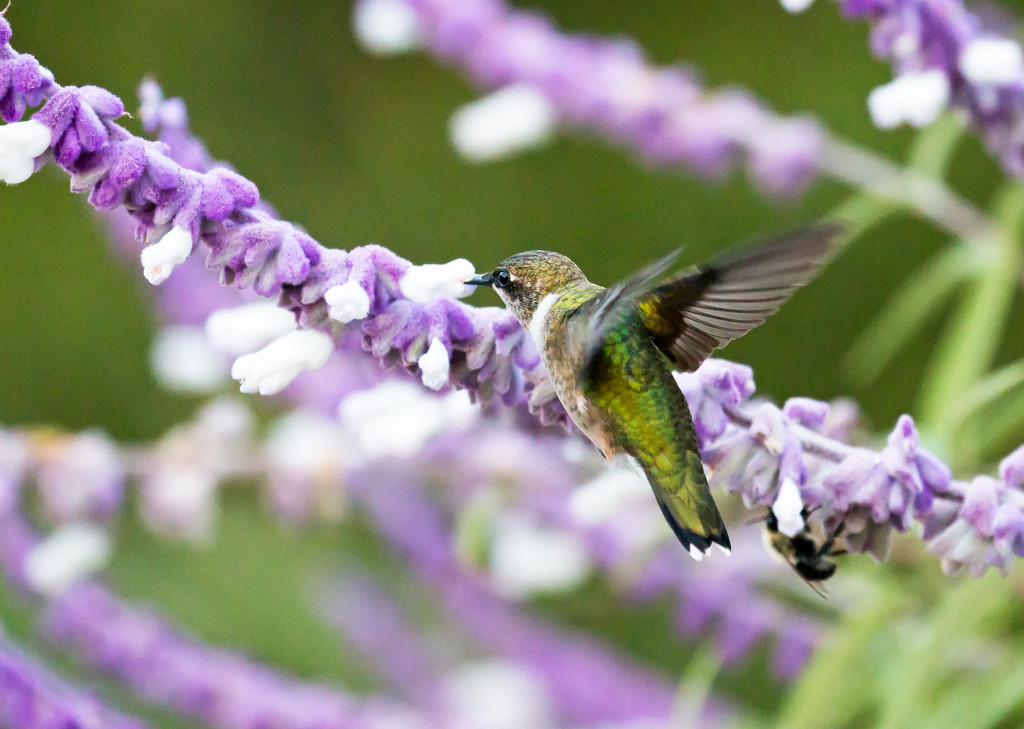 We have a hummingbird!! by shesnapped