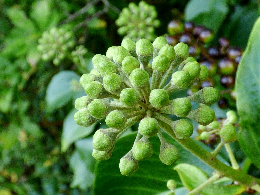 Ivy flower buds by julienne1