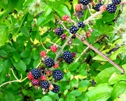 7th Oct 2017 - Late blackberries