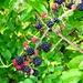 Late blackberries by julienne1