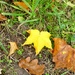 Yellow Leaf by foxes37