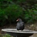 Moorhen in a bird bath  by rosiekind