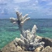 Corals bunch.  by cocobella