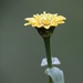 Still Blooming by daisymiller