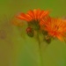 Orange weeds..... by ziggy77