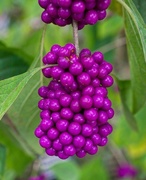 7th Oct 2017 - Beautyberry